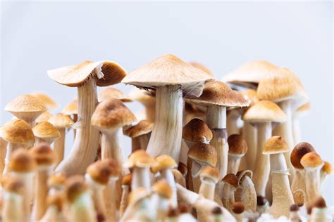 Exploring the global presence of black magic mushrooms in various cultural practices